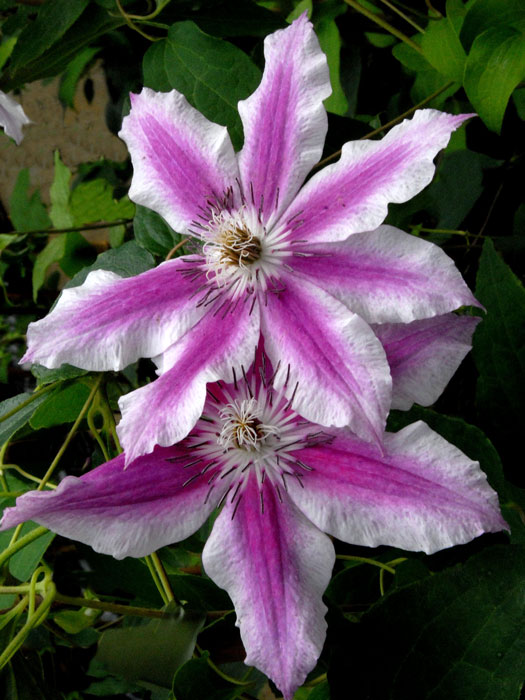 waldrebe-carnaby Zweifarbige Blüte der Clematis 'Carnaby'