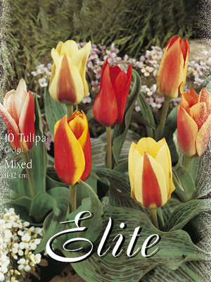 tulipa_greigii_mix Greigii-Tulpen-Prachtmischung (Art.Nr. 595800)