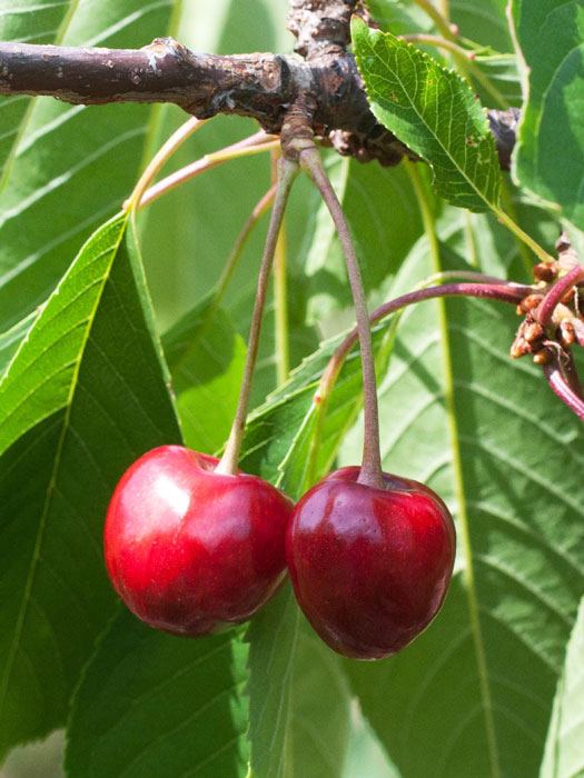 kirsche-buettners Süßkirsche Büttners rote Knorpelkirsche