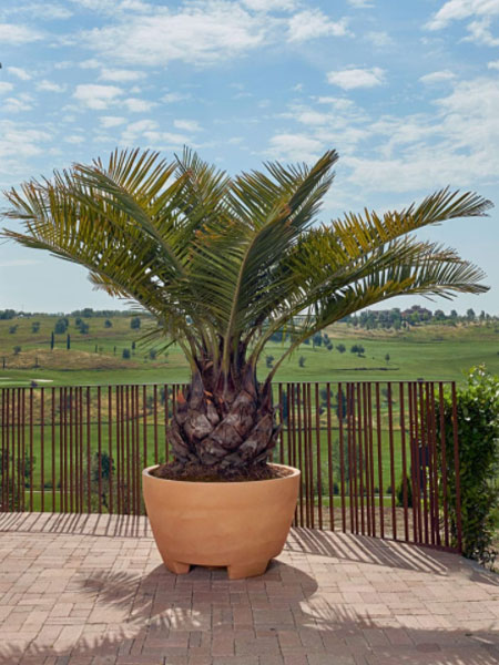 Pflanzkuebel Megalos bepflanzt