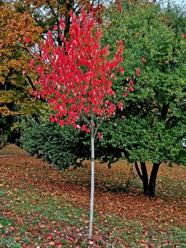 Acer capillipes, Roter Schlangenhaut-Ahorn - Hochstamm - XXL-Produkt Acer capillipes, Roter Schlangenhaut-Ahorn - Hochstamm - XXL-Produkt