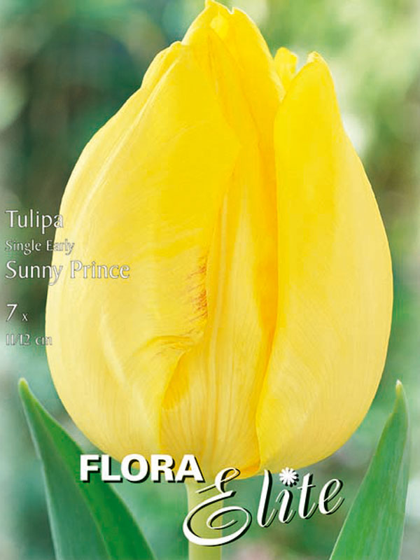 Einfache frühe Tulpe Sunny Prince gelb