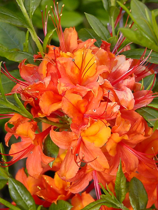 azalee-coccinea-speciosa Rhododendron luteum 'Coccinea Speciosa', Sommergrüne japanische Gartenazalee