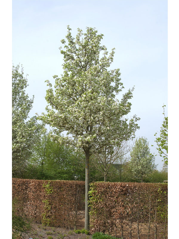 Pyrus calleryana 'Chanticleer', Chinesische Wildbirne - Hochstamm - XXL-Produkt Pyrus calleryana 'Chanticleer', Chinesische Wildbirne - Hochstamm - XXL-Produkt