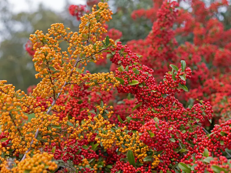 Orangener und roter Feuerdorn Orangener und roter Feuerdorn in einer Partnerpflanzung