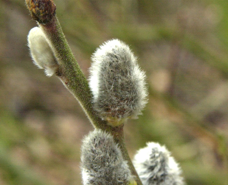 salix-caprea-mas