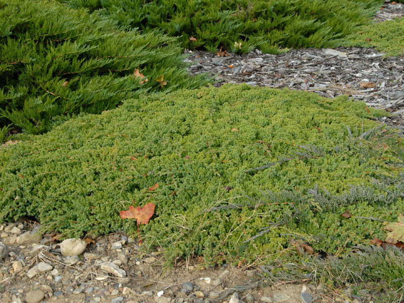 Juniperus procumbens 'Nana', Niedriger Zwerg-Wacholder Juniperus procumbens 'Nana', Niedriger Zwerg-Wacholder