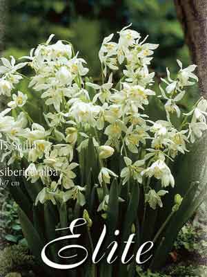 scilla_alba Blaustern 'Alba', Skilla sibirica (Art.Nr. 597314)