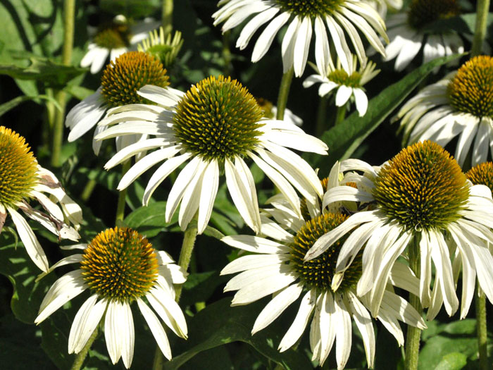echinacea-white-swan