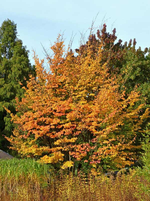 Parrotia persica mit Herbstfaerbung