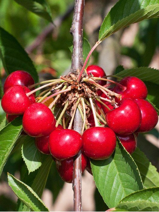 kirsche-burlat55599f7fea783