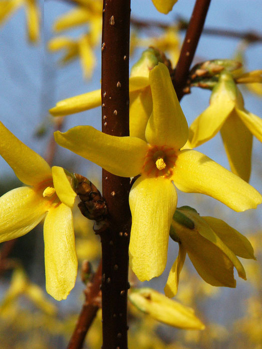 forsythie-lynwood5559939c13d28 Blüte des Goldglöckchens