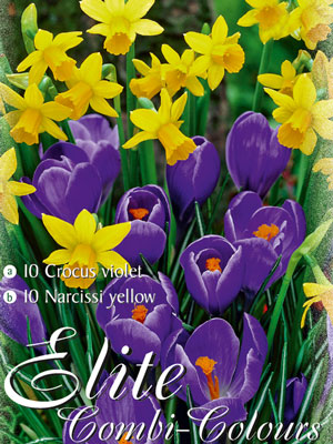 mischung_krokus_narzisse_76945_0 Edle Farbkombination mit großblumigen, blauen Krokusund botanischen, gelben Narzissen (Art.Nr. 598016)