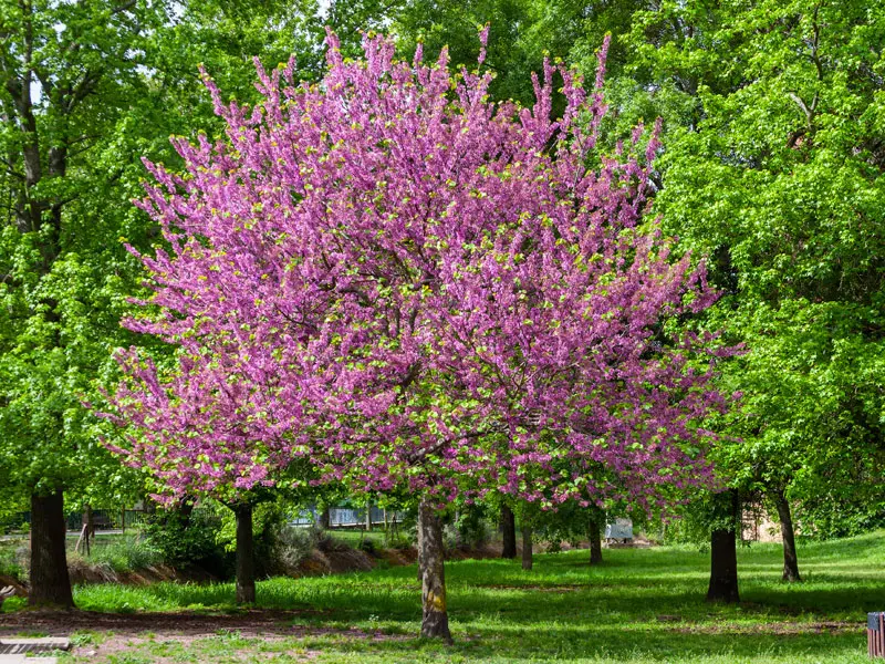 Cercis canadensis 'Forest Pansy', Kanadischer Judasbaum - Hochstamm  - XXL-Produkt Cercis canadensis 'Forest Pansy', Kanadischer Judasbaum - Hochstamm  - XXL-Produkt