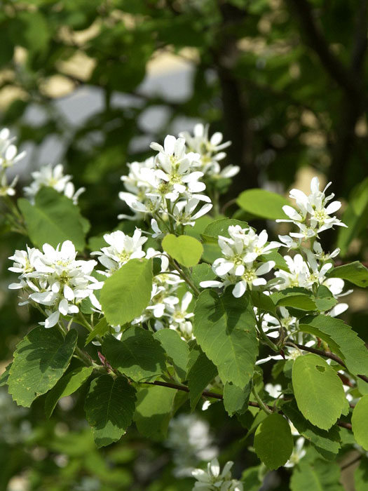 amelanchier-rotundifolia Blüte der gemeinen Felsenbirne