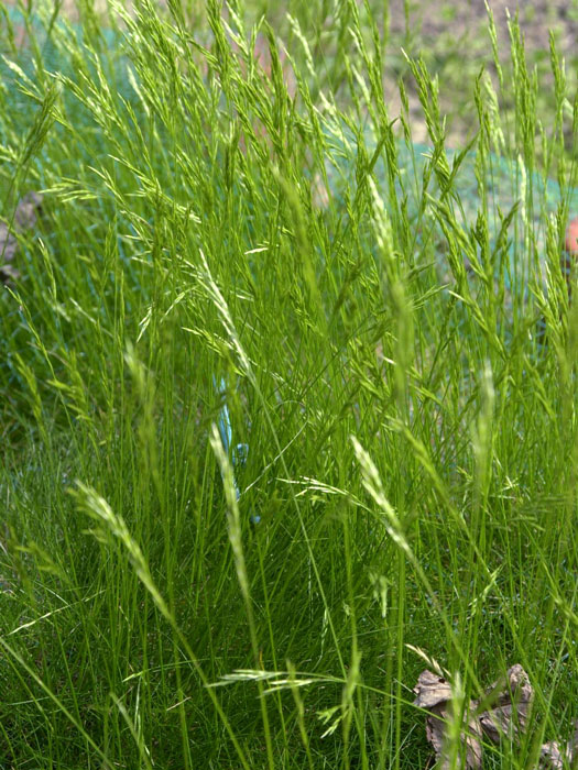 festuca-gautieri Festuca gautieri (scoparia) (M), Bärenfell-Schwingel