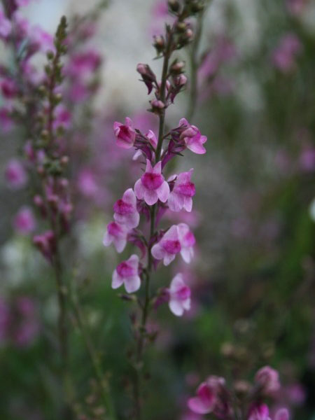 lein-canon-j-went Linaria purpurea 'Canon J. Went', Rosa Leinkraut