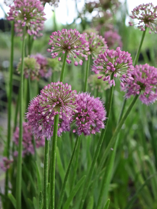 Nahaufnahme der Bluete des Zierlauchs Lavender Bubbles