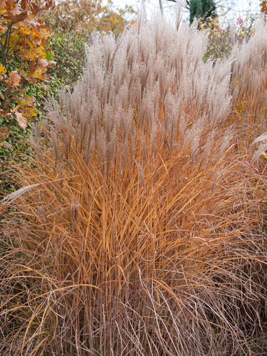 china-schilf-silberspinne