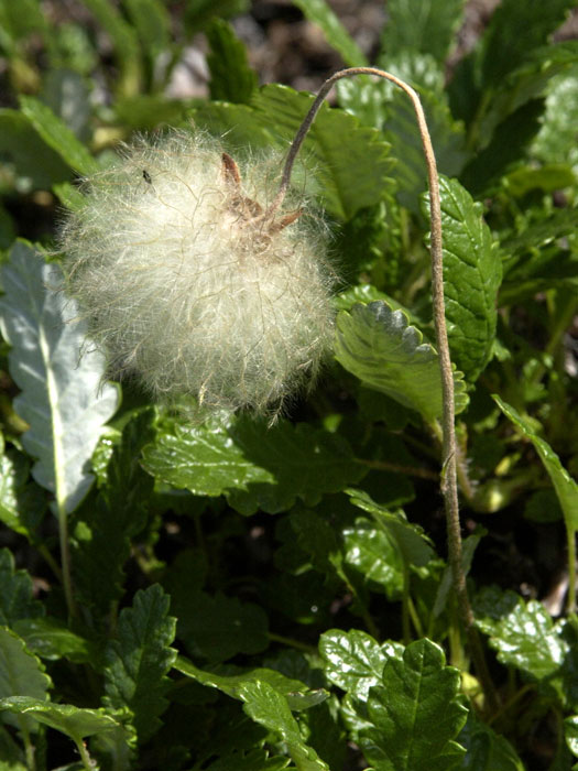 dryas-suendermannii-blatt