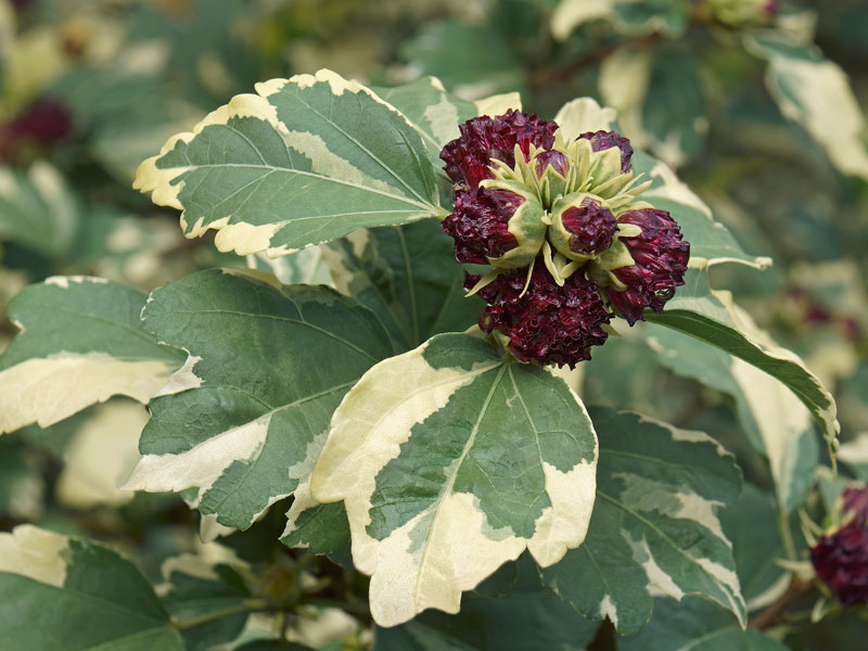 Hibiscus Purpureus Variegatus mit buntlaubigen Blaettern und austreibender Bluete