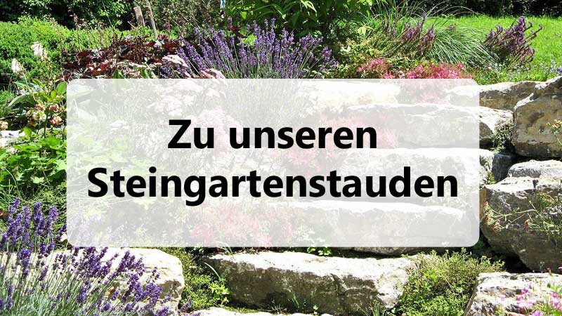 Zu unseren Steingartenstauden