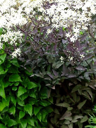 clematis_recta_purpurea_79416_0