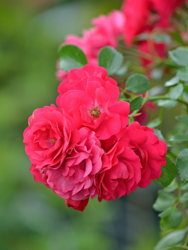 Kordes-Rose Gärtnerfreude Bluete der Kordes-Rose Gaertnerfreude