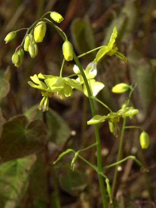 epimedium-pinnatum Die Blüte der Elfenblume