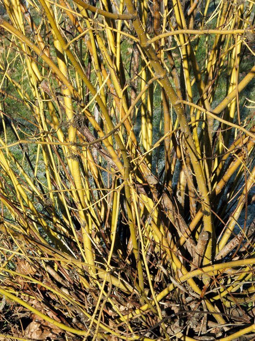 cornus-sericea-flaviramea Junge Triebe des Gelbholz-Hartriegels