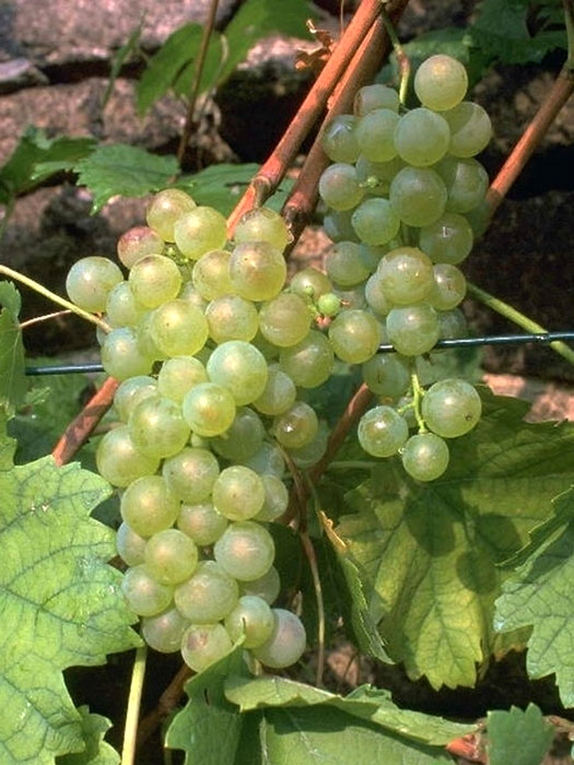 traube-weisser-gutedel