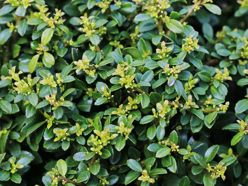 Ilex crenata Dark Green Ilex crenata Dark Green