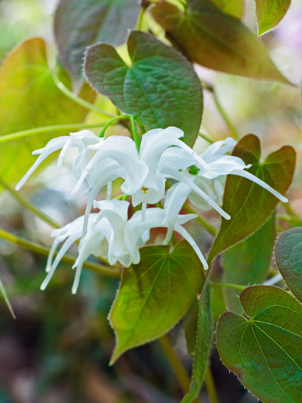 Nahaufnahme Epimedium grandiflorum