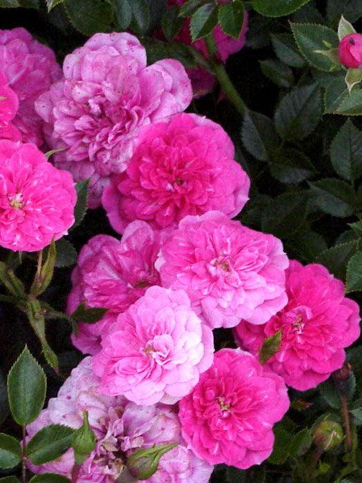 rose-knirps5559972ed9eaa Rosen-Stämmchen Knirps ® Kordes