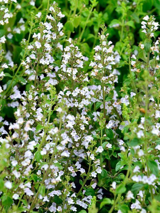 calamintha-nepeta Die Bergminze mit zahlreichen, weißen Blütenständen