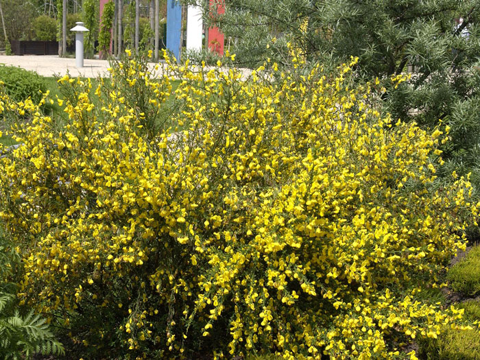 cytisus-scoparius Besenginster als Blütenhecke