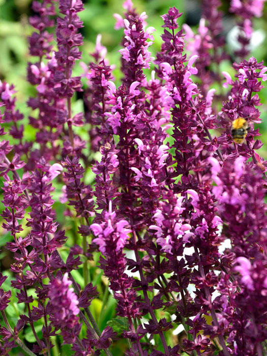 salvia-rosakoenigin Salvia nemorosa 'Rosakönigin' ('Rose Queen') (M), Steppensalbei