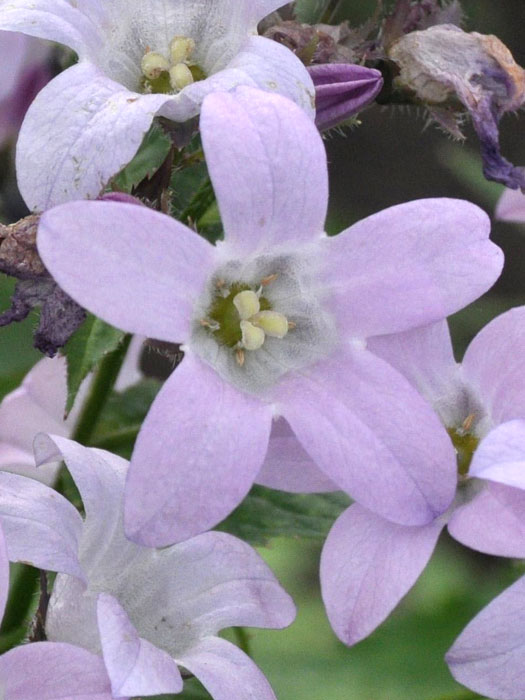 campanula-loddon-anne Campanula lactiflora 'Loddon Anne', Große Doldenglockenblume, Gartenglockenblume