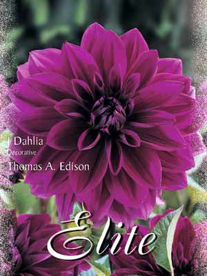 thomas_edison Schmuck-Dahlie 'Thomas A. Edison', Dahlia (Art.Nr. 520200)