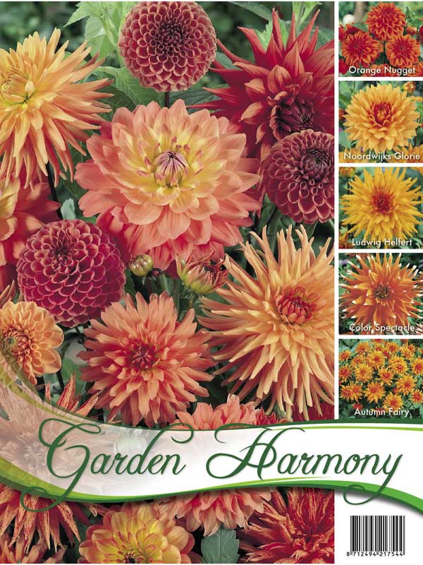Garden Harmony Sortiment orange