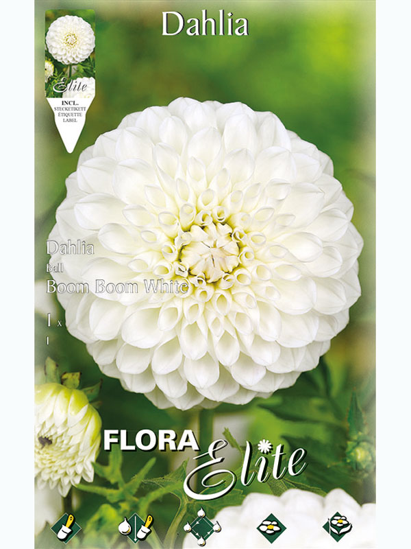 dahlie-boom-boom-white Ball-Dahlie 'Boom Boom White', Dahlia (Art.Nr. 5204760)