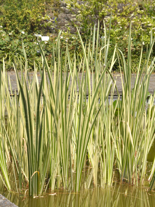 acorus-variegatus Acorus calamus 'Variegatus',  Weiß-bunter Kalmus