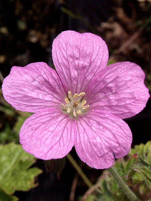 geranium-endressii Zarte Blüte des Pyrenäen-Storchschnabels