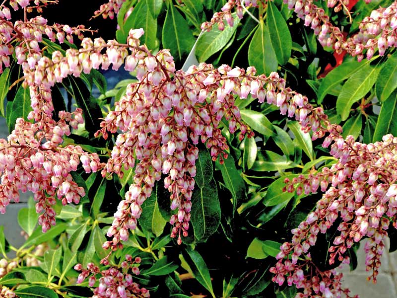 Blueten Pieris japonica Valley Rose