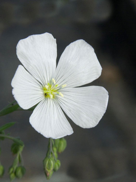 linum-nanum-diamant Linum perenne 'Nanum Diamant', Weißer Staudenlein, Gartenlein, Gartenflachs