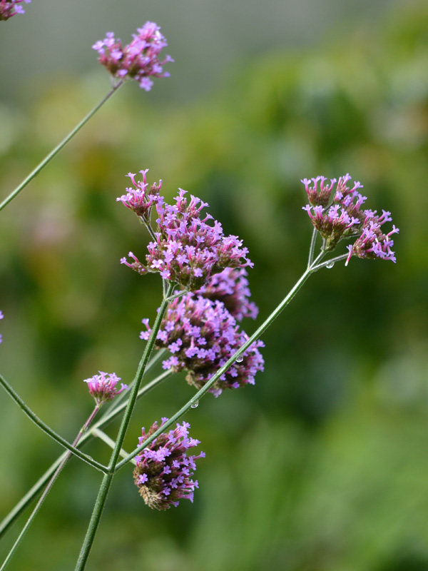 Nahaufnahme Verbena bonariensis
