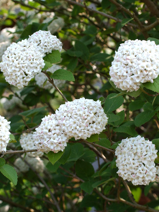viburnum-carlcephalum Duft-Schneeball Blüte