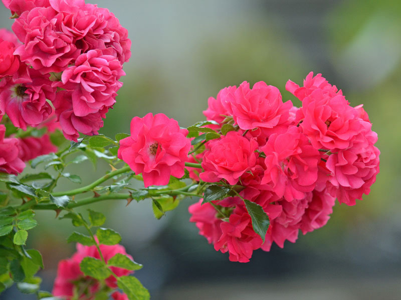 Bluetenkopf der Rose Gaertnerfreude