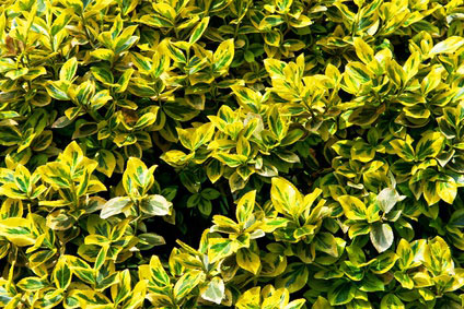 Euonymus-Magazin