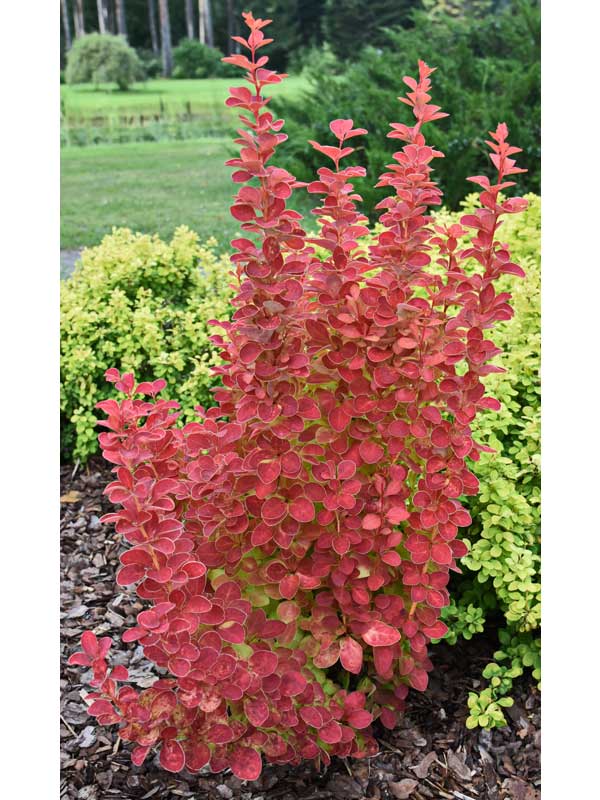 Berberis thunbergii Orange Ice im Beet